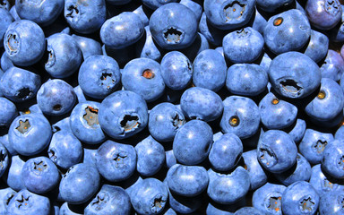 blueberries background