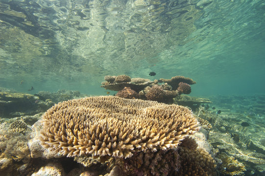 Fototapeta Tropical coral reef underwater
