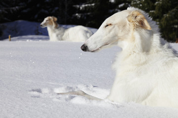 Fototapeta na wymiar borzoi dogs, sight-hounds in snowy winterland