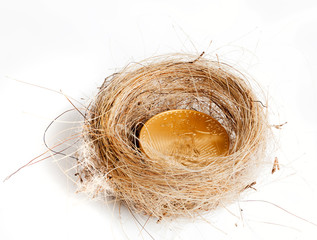 Isolated birds nest with gold coin