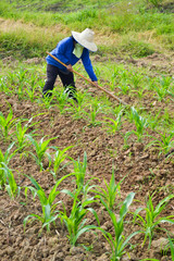 corn plant and farmer working in farm