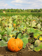 Obraz premium Pumpkin