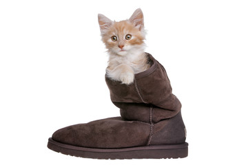 red kitten in boot