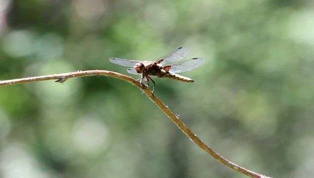 Plattbauchlibelle (Libellula depressa)