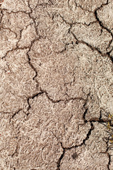 Cracked Earth