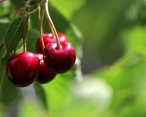 nice red cherry on the summer green tree