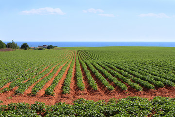 Prince Edward Island potato field