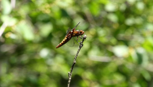 Plattbauchlibelle (Libellula depressa) -Weibchen