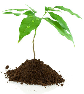 petit arbre