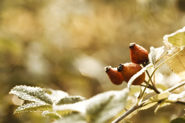 dewy rosehip in the autumn