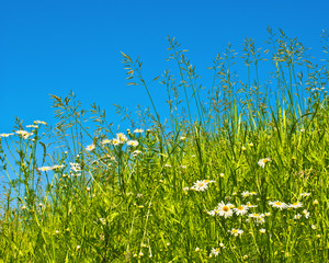 Obraz na płótnie Canvas Bright green grass and camomiles on a hill slope