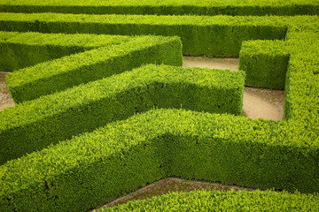 Naklejka premium geometric pattern of green hedge flowerbed