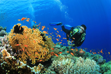 Scuba Diver verkent een koraalrif in de Rode Zee