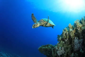 Fotobehang Hawksbill Sea Turtle swims past coral reef © Richard Carey