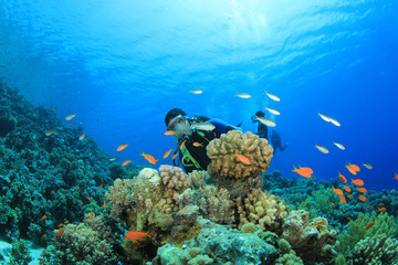 Scuba Diver explores coral reef with tropical fish