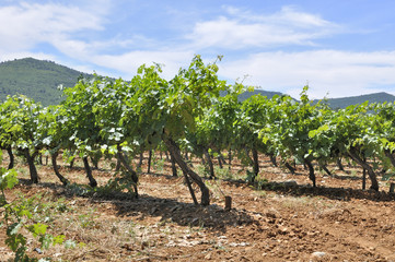 Fototapeta na wymiar vignoble provençale
