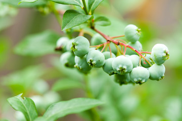 green whortleberries on the bush