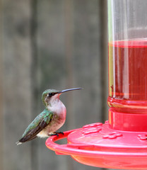 Ruby-throated Hummingbird, Archilochus colubris, Perched