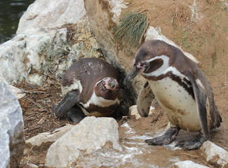 Humboldt-Pinguinmutter mit K&uuml;ken verteidigt ihr Nest