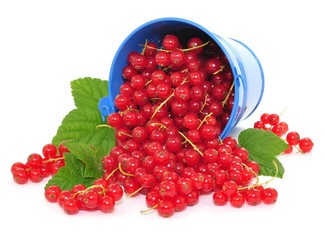 Johannisbeeren