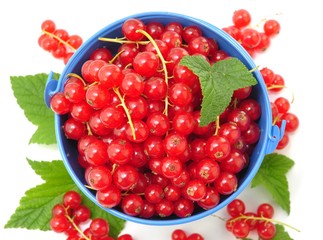 Rote Johannisbeeren