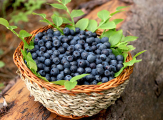 fresh blueberries in a basket
