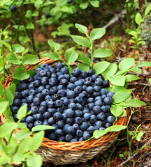 fresh blueberries in a basket