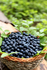 fresh blueberries in a basket