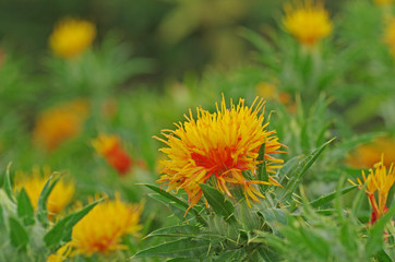 ベニバナ　‐Safflower‐