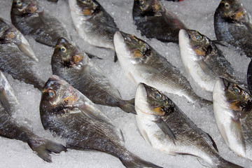 Fresh fish on ice