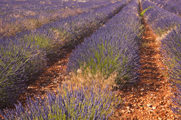 Lavender fields near to Sault in Provence.