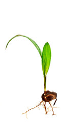 oil palm sprout with root isolated on white background