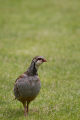 Red Legged Partridge