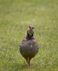 RedLegged Partridge