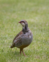 Red Legged Partridge