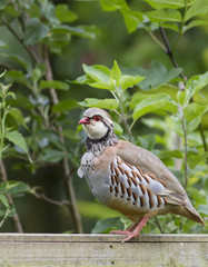 Red Legged Partridge