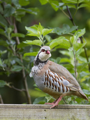 Red Legged Partridge