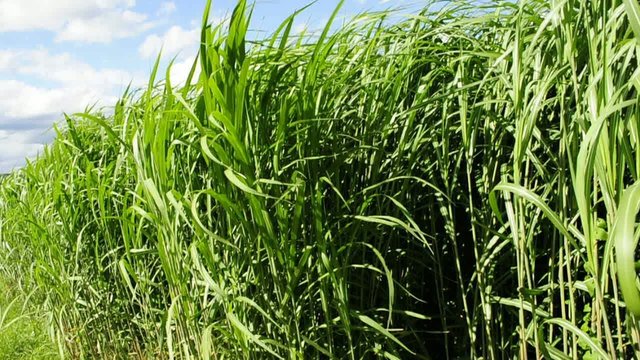 Chinaschilf,Miscanthus,Elefantengras