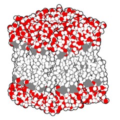 Lipid bilayer membrane model