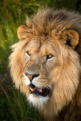 Lion