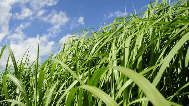 Chinaschilf,Miscanthus,Elefantengras