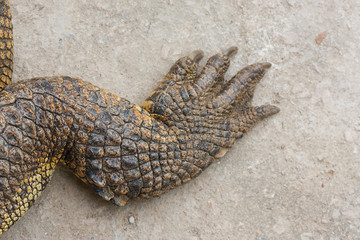 Crocodile in thailand