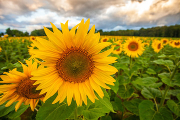 Fototapeta premium Sunflowers