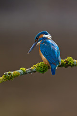 Common Kingfisher Alcedo atthis adult male
