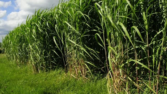 Chinaschilf,Miscanthus,Elefantengras