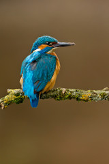 Common Kingfisher Alcedo atthis adult male