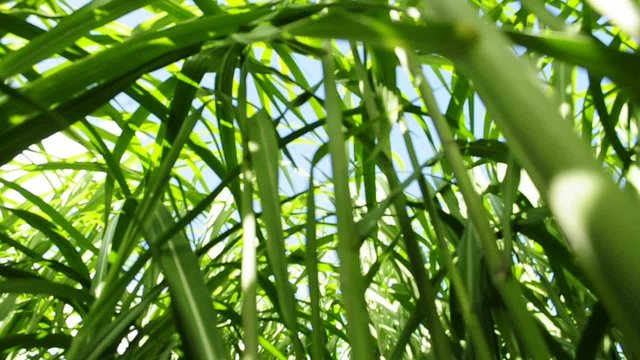 Chinaschilf,Miscanthus,Elefantengras