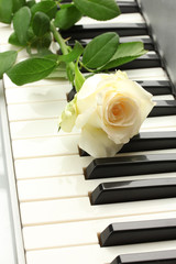 background of piano keyboard with rose