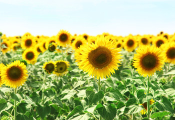 Fototapeta premium Sunflower field