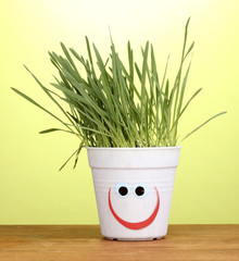 A pots of grass on green background